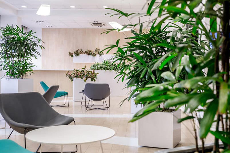 irodai_novenyek_plantart