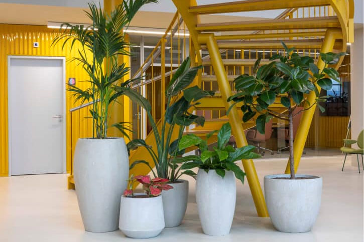 Növénybérlés és lízing Plantart Kft