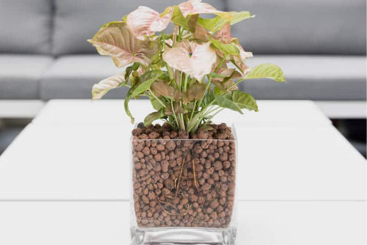 Hidrokultúra-Plantart